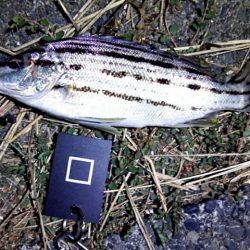 ライトゲームで多種目釣り